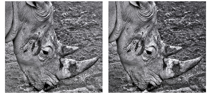 14-Rhino - Open adjusted copy